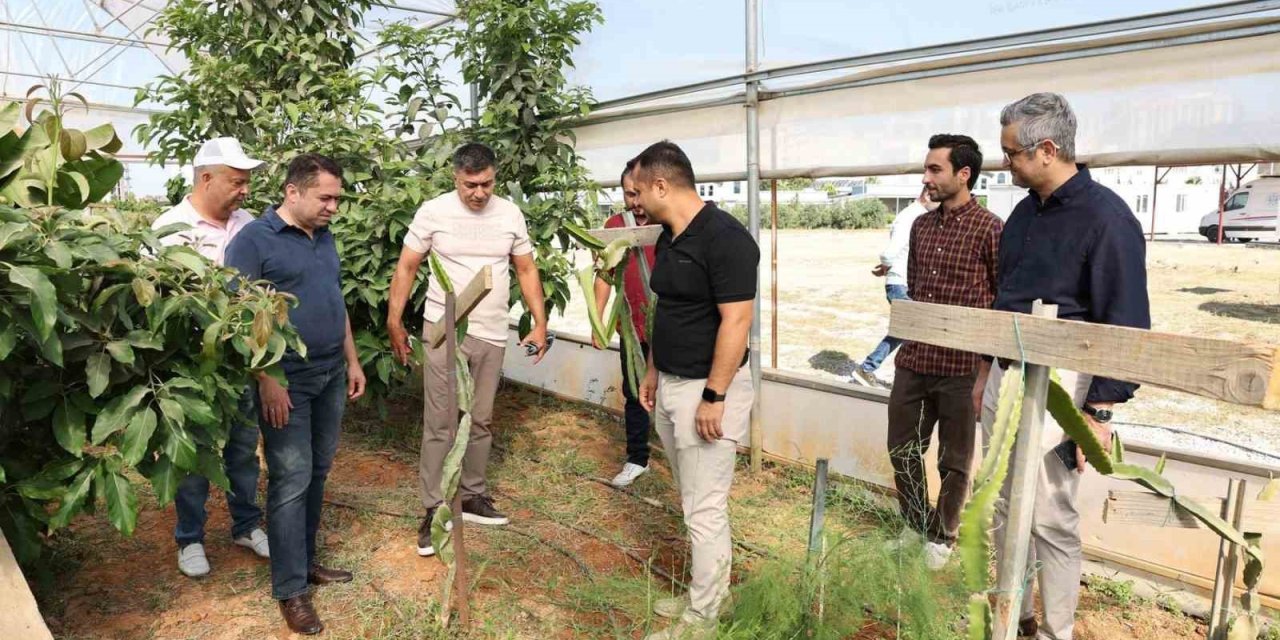 Alkü Serasında İlk Mango Hasadı Yapıldı