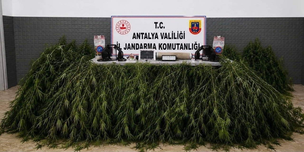 Aksu’da Yasadışı Kenevir Operasyonu