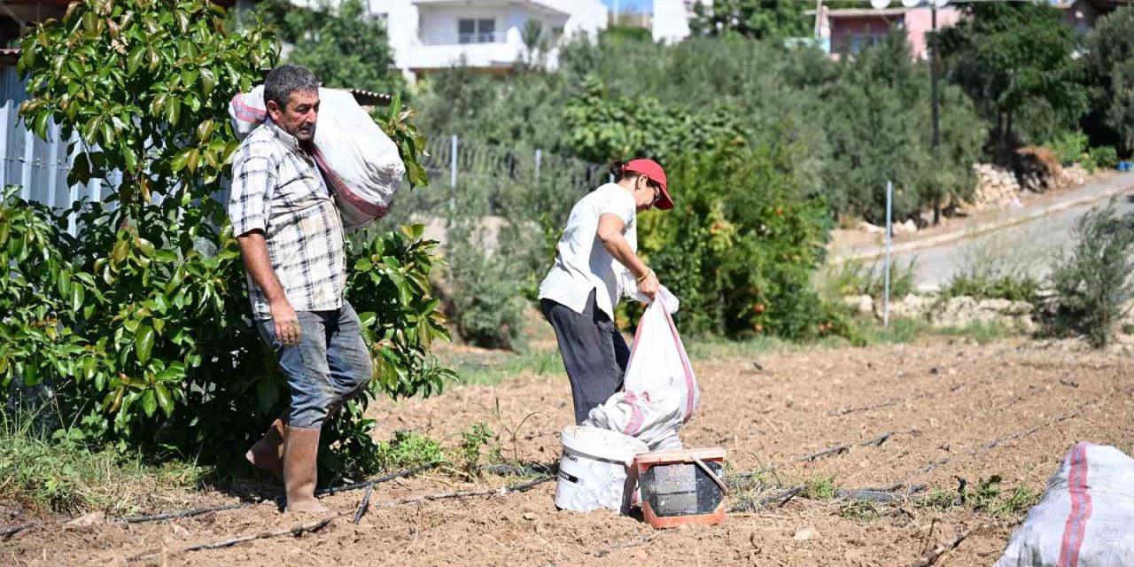 Mersin’de Üreticilere 10 Bin Enginar Yumrusu Desteği