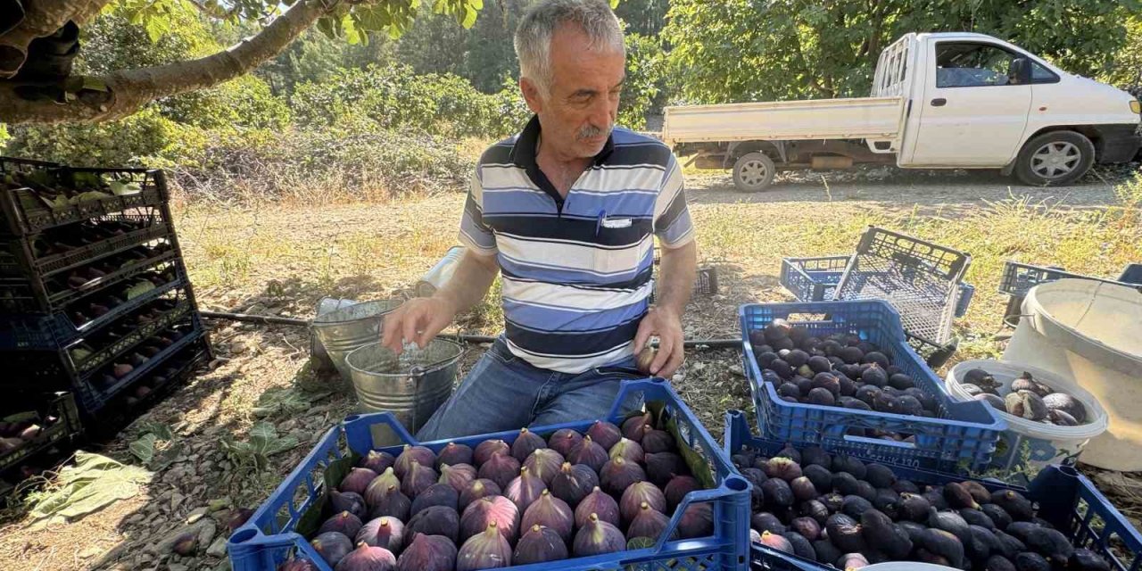 Antalya’da Geciken İncir Hasadı Düşük Rekolteye Sebep Oldu