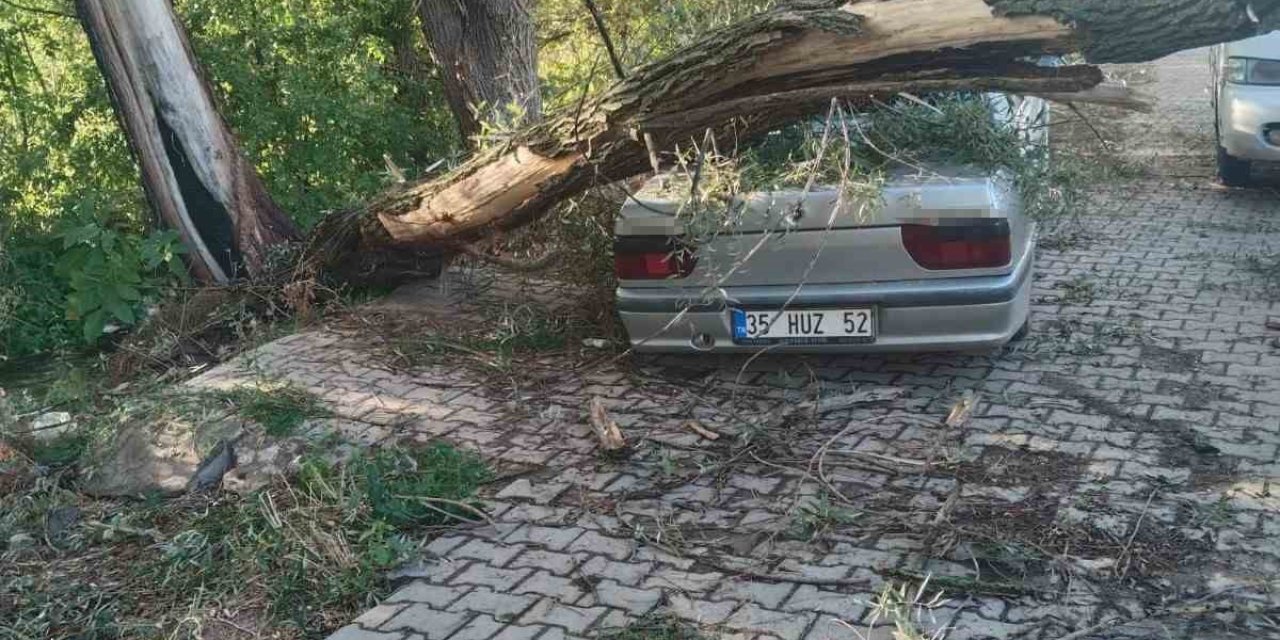 Fırtınada Kökünden Sökülen Ağaç Otomobilin Üzerine Devrildi