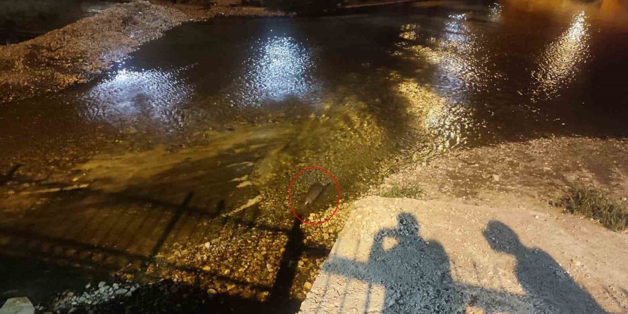 Konya’da Su Samuru Sürprizi