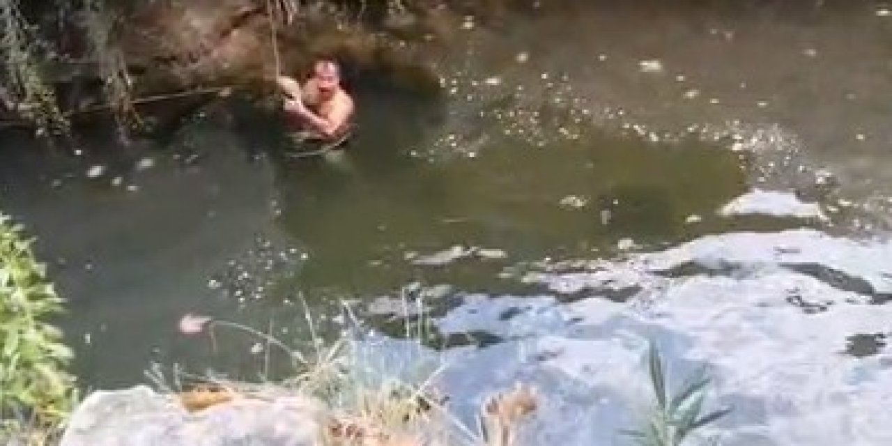 Derede Mahsur Kalan Kaplumbağayı Yüzerek Kurtardı