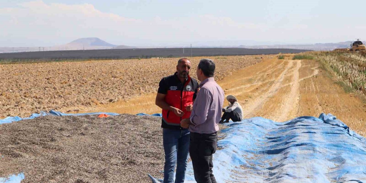 Karapınar’da Ayçiçeği Ve Patates Hasadı Sürüyor