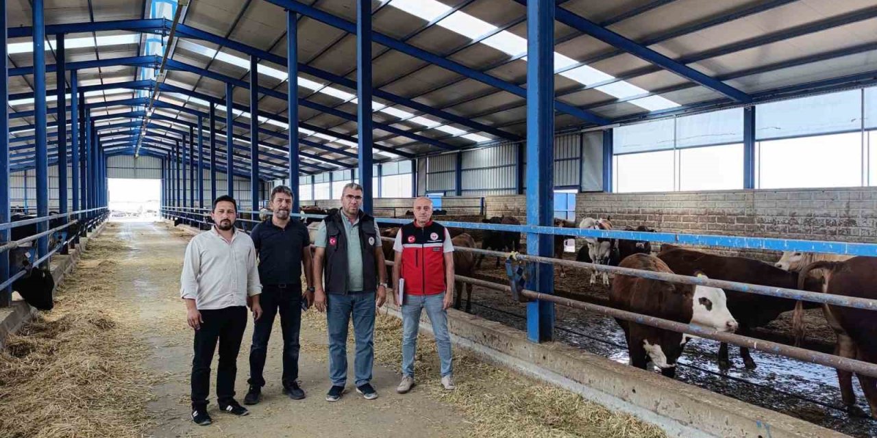 Karapınar’da İthal Besilik Sığırlara Sıkı Denetim