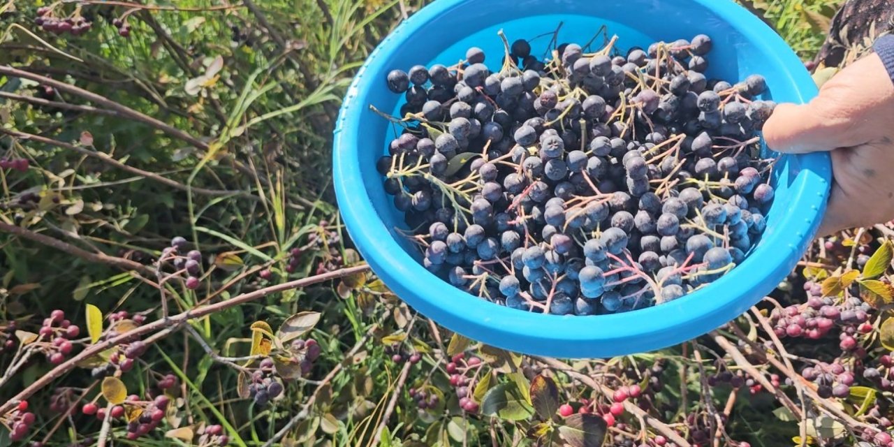 Konya’da Aronyalar Tek Tek Toplanıyor
