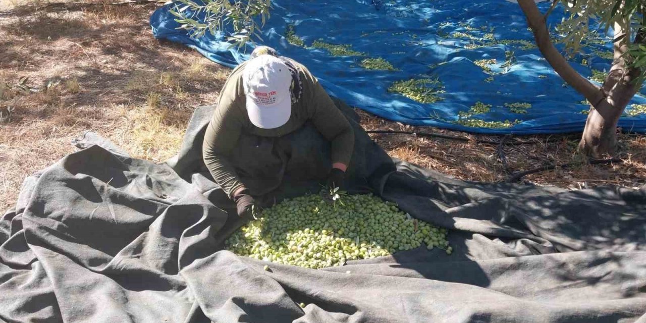 Mersin’de Zeytin Hasadı Başladı: Bahçede 10 İle 60 Tl Arasında
