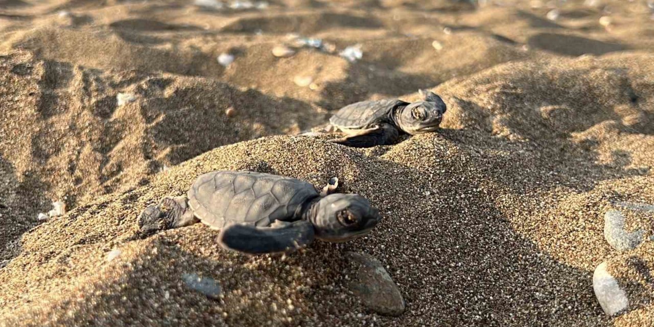 Mersin’den 100 Bin Yavru ’caretta Caretta’ Akdeniz’le Buluştu