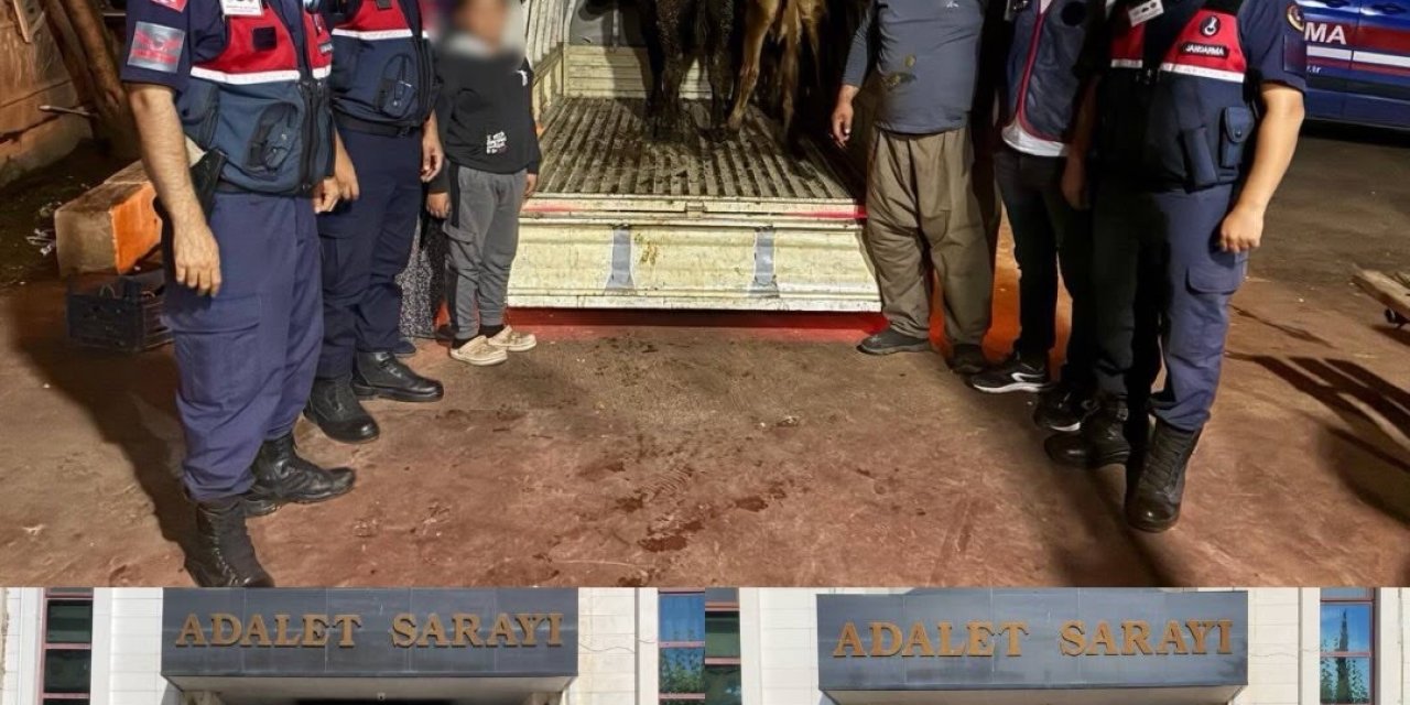 Jandarma Çalınan 13 Hayvanın İzini Sürdü: 3 Büyükbaş Sahibine Teslim Edildi