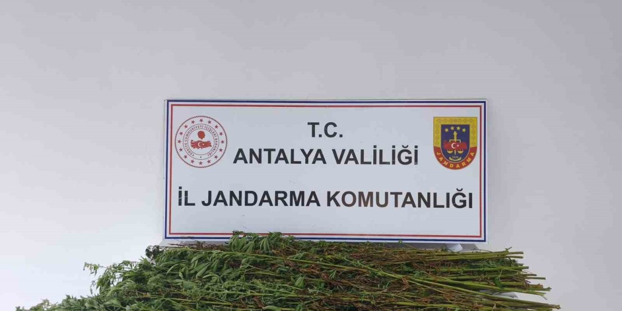 Serik’te 80 Kök Kenevir Bitkisi Ele Geçirildi