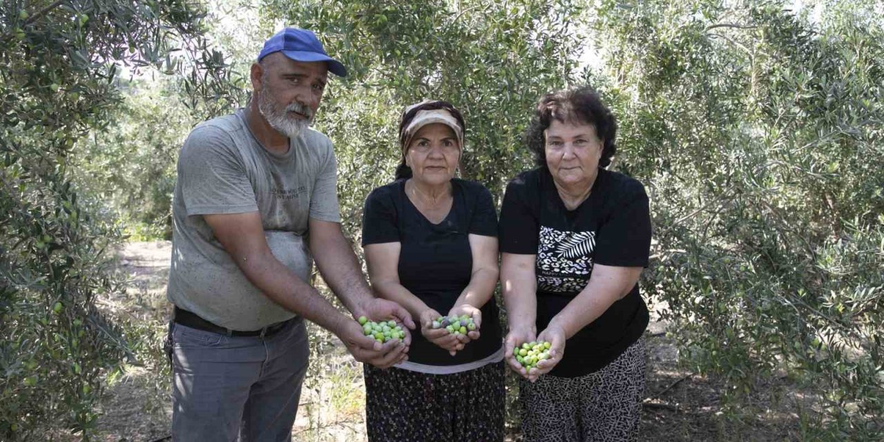 Mersin’de Dağıtılan Zeytin Fidanları Ürün Verdi