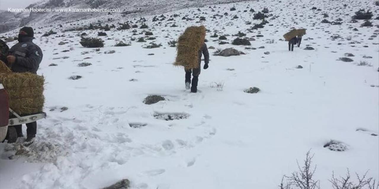 Niğde'de Yaban Hayvanları İçin Doğaya Yem Bırakıldı