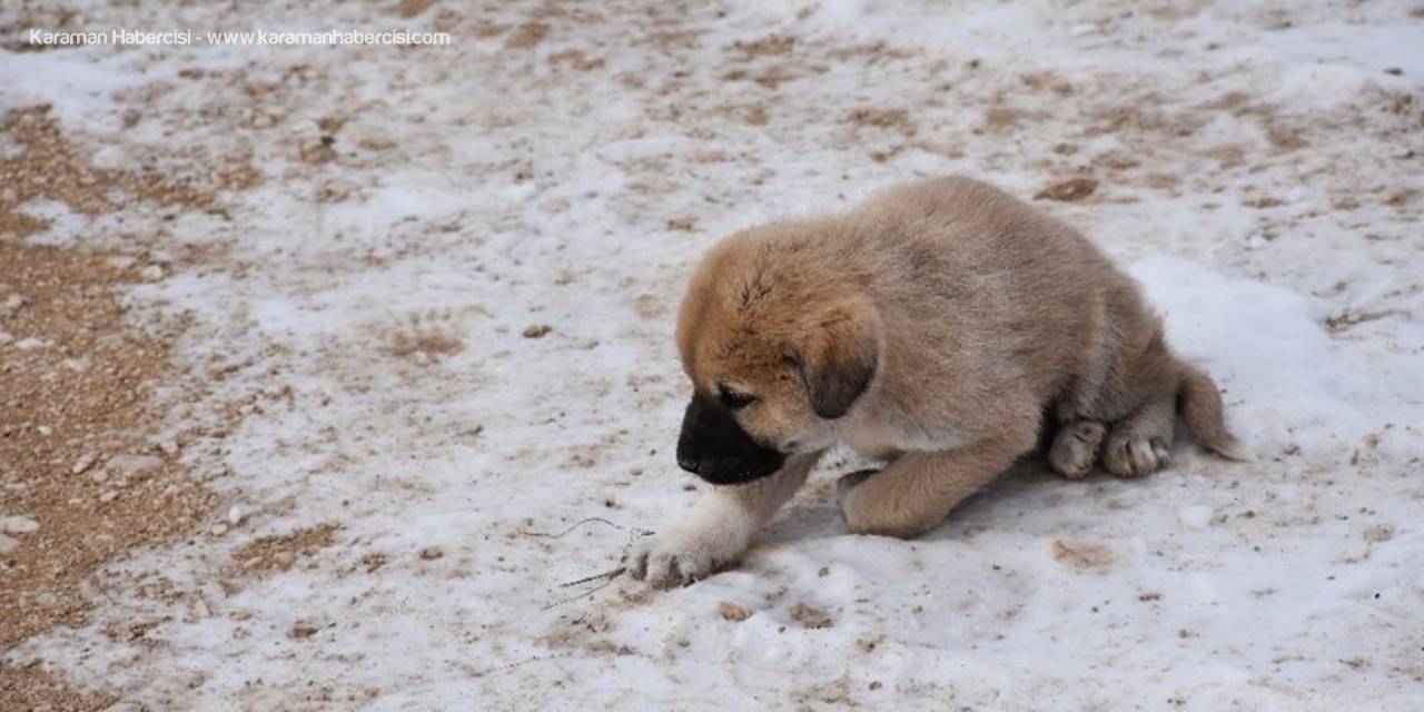 Aksaray’da Yavru Köpekler Ölüme Terk Edildi