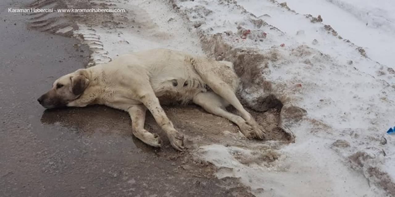 Yaralı Köpeğe Belediye Ekiplerinden Müdahale