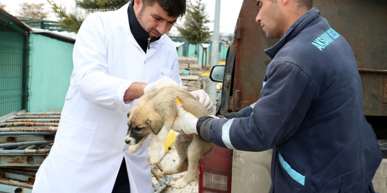 Sahipsiz Köpeklere Aksaray Belediyesi Sahip Çıktı