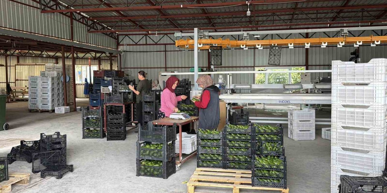 Gazipaşa Avokadosu Gürcistan Yolcusu