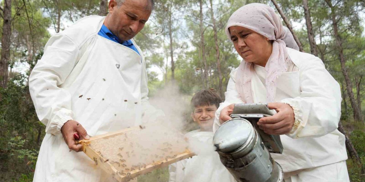 Dünyada ’çam Balı’nın Yüzde 90’ı Türkiye’de  Üretiliyor: Bereketli Sağım Başladı