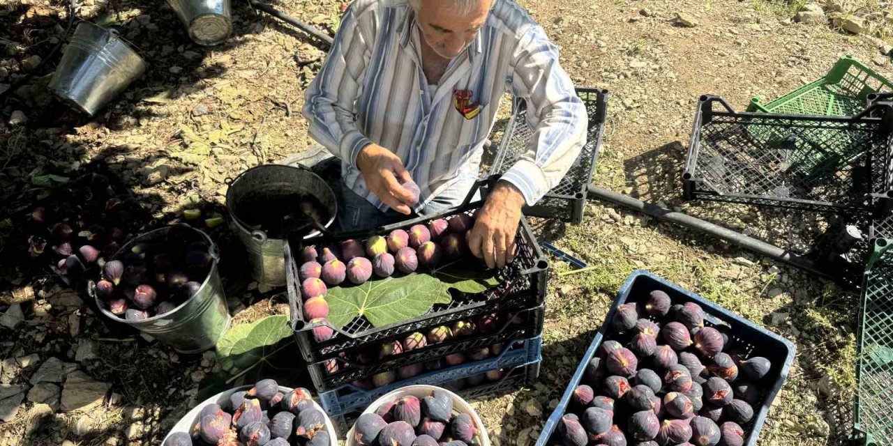 Antalya’da Bursa Siyahı İncirde Hasat Sezonu Sona Erdi