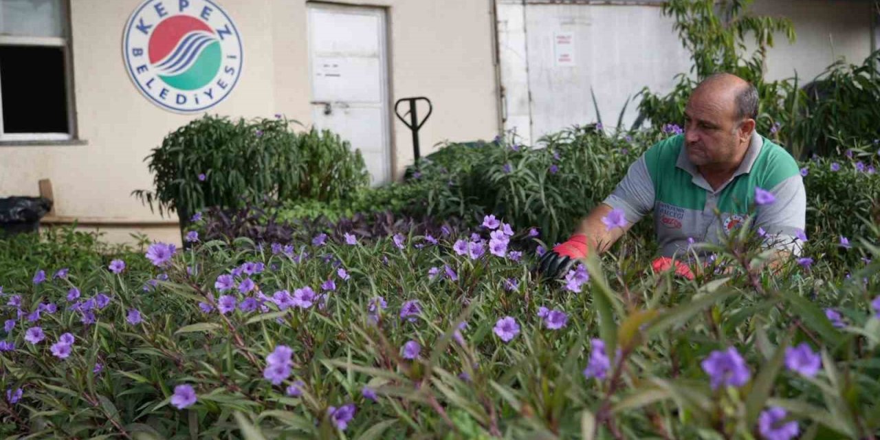 Antalya’nın Dört Bir Yanı Kepez’de Yetiştirilen Çiçeklerle Renkleniyor