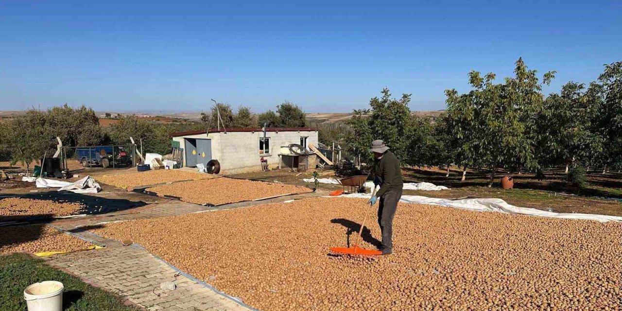 Beyşehir’de Ceviz Mesaisi Hızlandı
