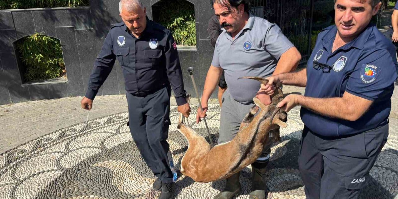 Kemer’de Yaralı Bulunan Dağ Keçisi Tedavi Altına Alındı