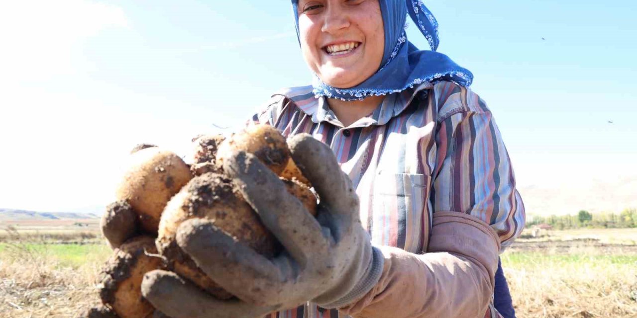 Korkuteli’nde İlaçsız Patateslerin Hasadı Yapıldı