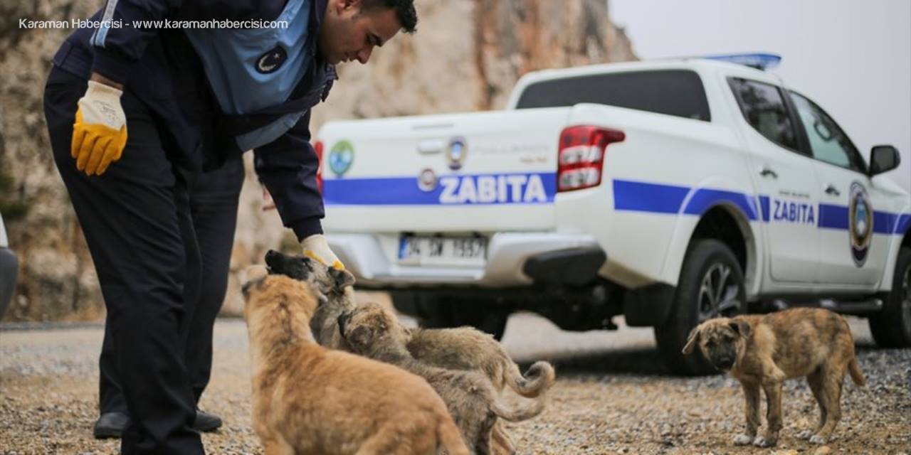 Konya Antalya Arasında Terk Edilen Yavru Köpekler Barınağa Götürüldü