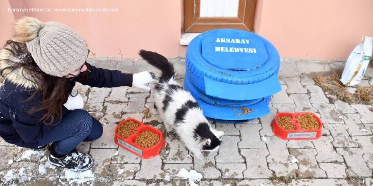 Aksaray Belediyesi Sokak Hayvanlarına Sahip Çıkıyor