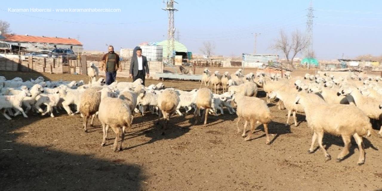 Baharın Habercisi Kuzular Annelerine Kavuştu