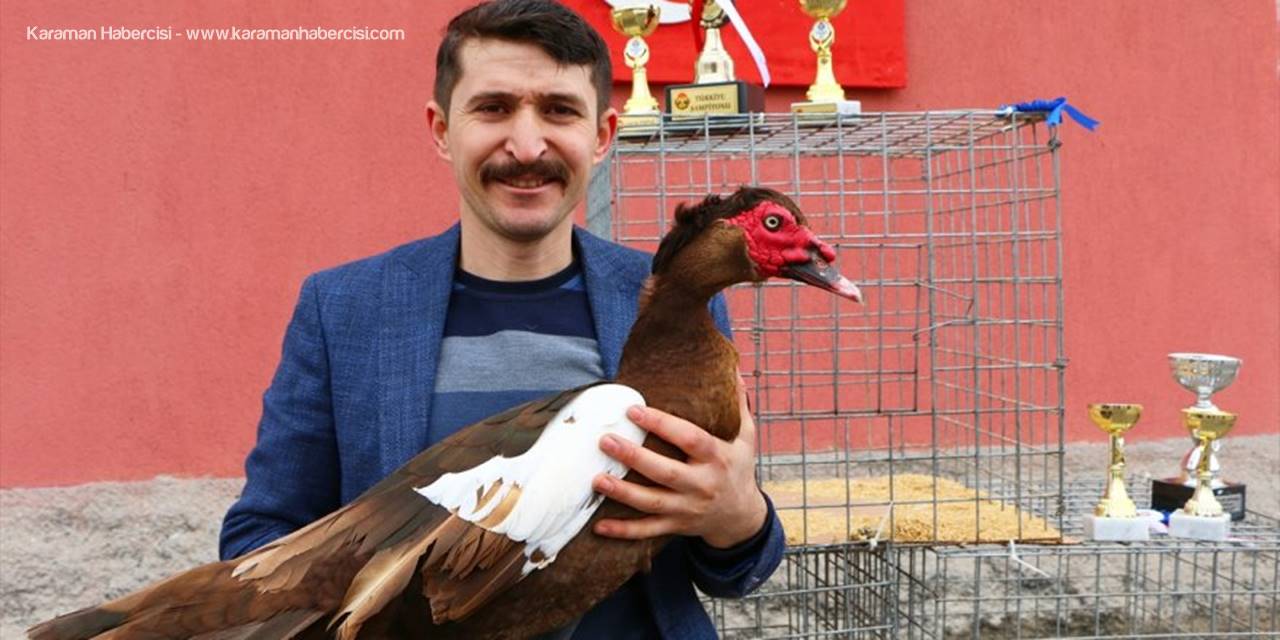 Aksaray'da Yetiştirilen Maskeli Ördek Piyasa Yaptı
