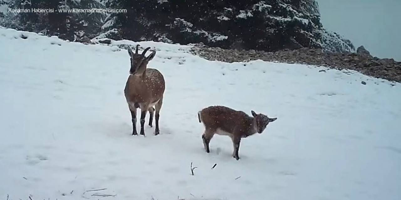 Aç Kalan Dağ Keçilerinin Yoncayla Beslendiği Anlar Fotokapanda