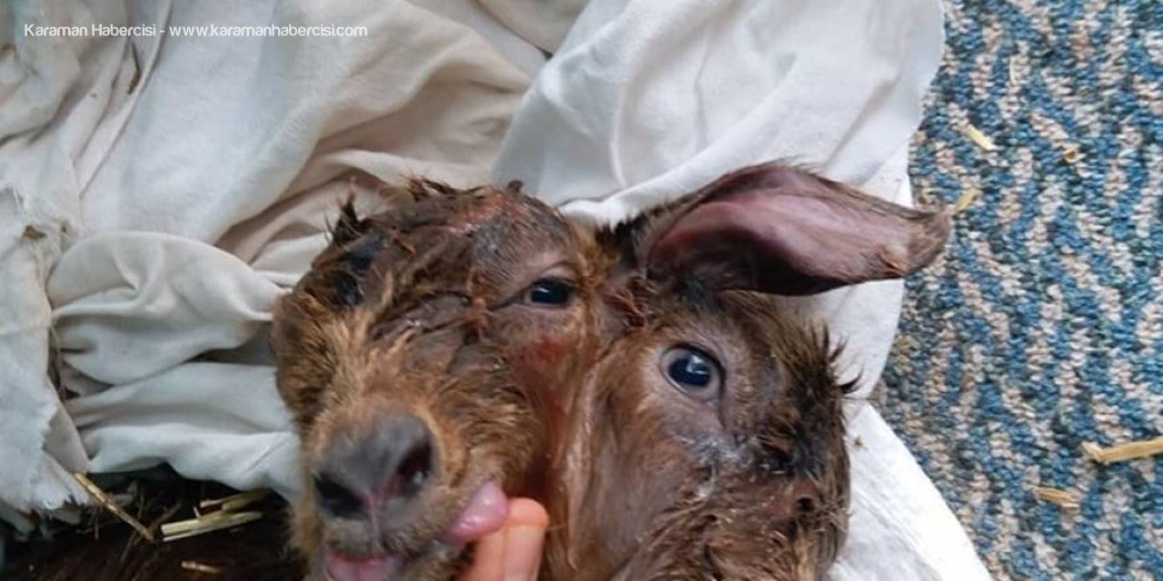 Antalya’da Hayretler İçinde Bırakan Çift Başlı Oğlak