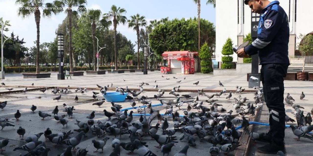 Mersin'in Boş Kalan Yollarında Kuşların Yem Mücadelesi