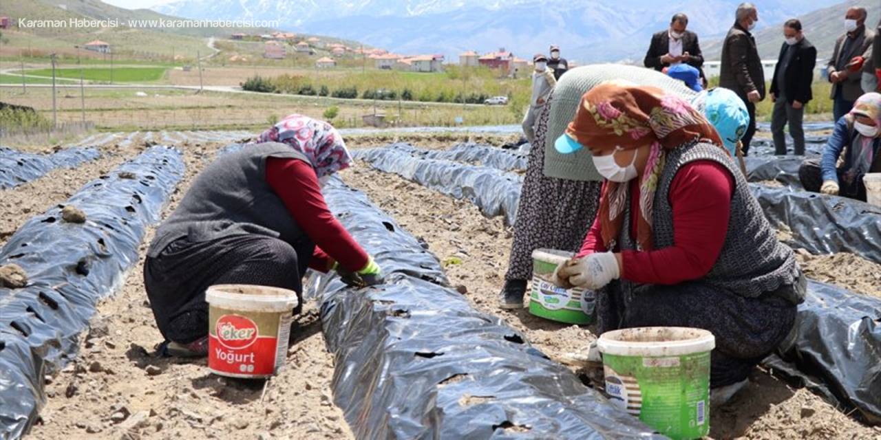 Niğdeli Üreticinin Yeni Gözdesi: Çilek