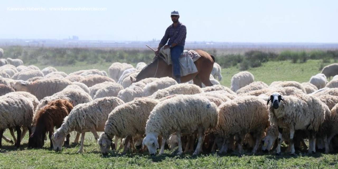 Aksaraylı Hayvan Üreticileri Endişeli