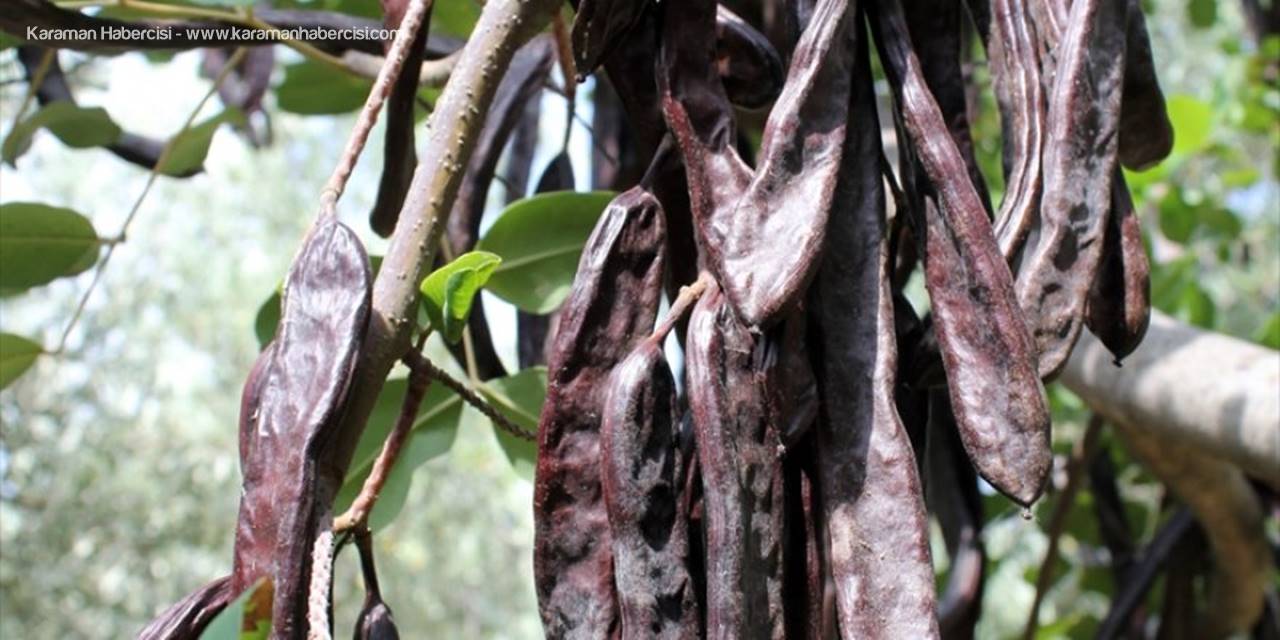 Mersin'de Hırsızlar Keçiboynuzu Üreticisine Dadandı