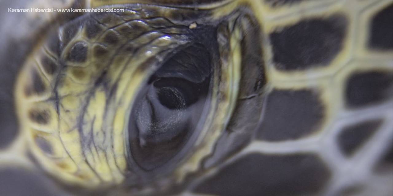 Deniz Kaplumbağalarının Cankurtaranları