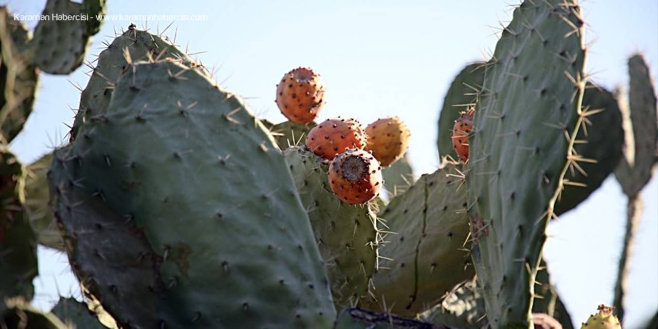 Toplaması Zahmetli Dikenli İncirde Hedef İhracat