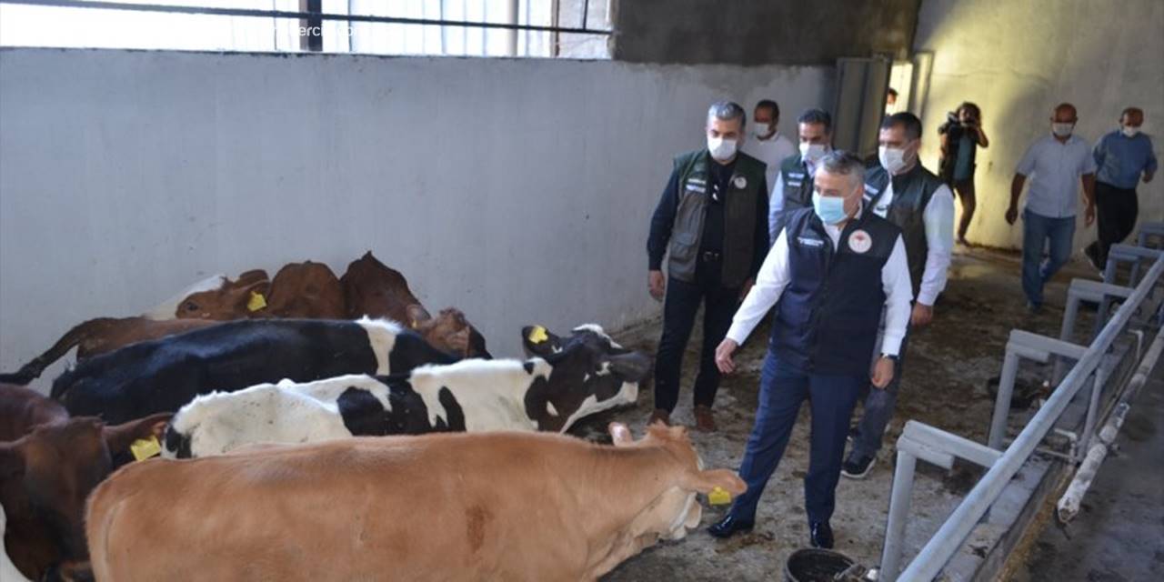 Kayseri'de Ahırı Yanan Çiftçiye Buzağı Ve Yem Yardımı Yapıldı