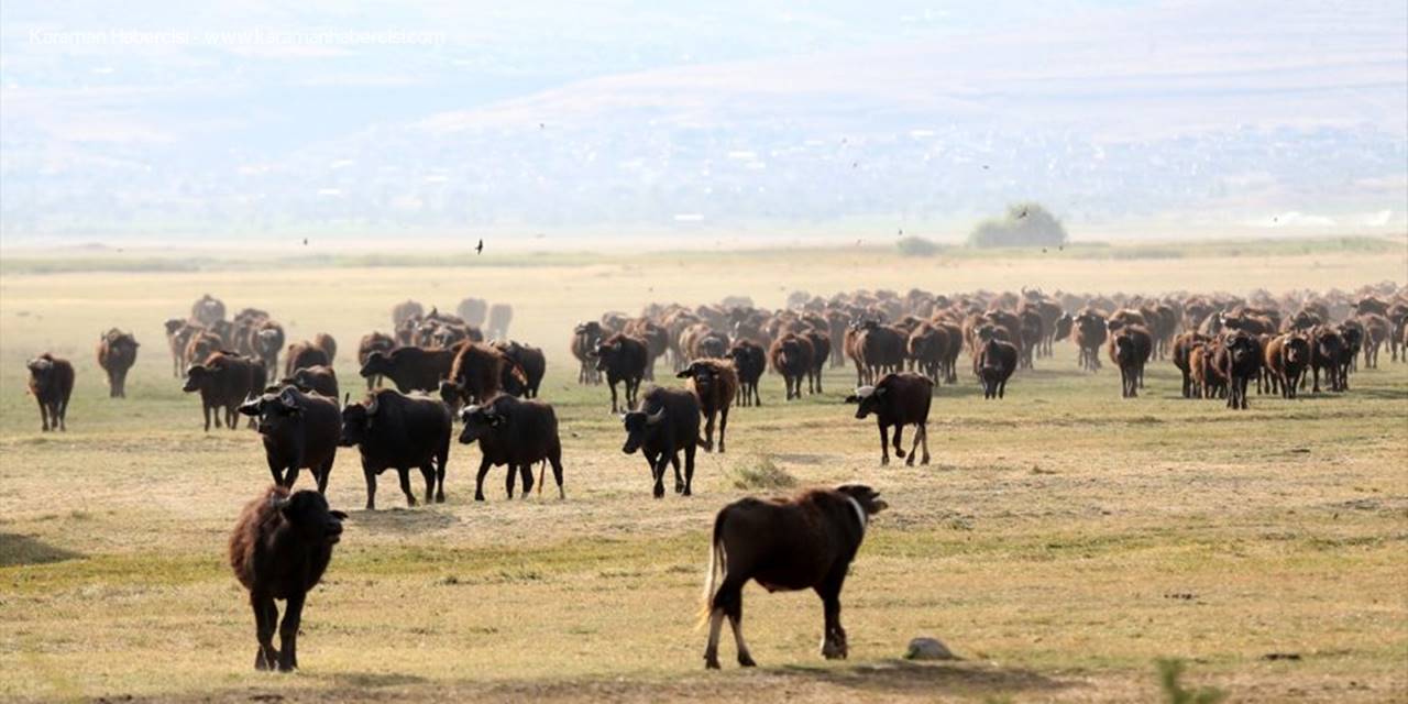 Erciyes'in Eteklerinde Yayılan Mandaların Gün Sonu Banyosu Görsel Şölen Sunuyor