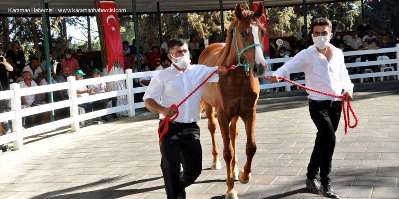 Safkan Arap Taylarının Satışından 6,6 Milyon Lira Gelir Elde Edildi