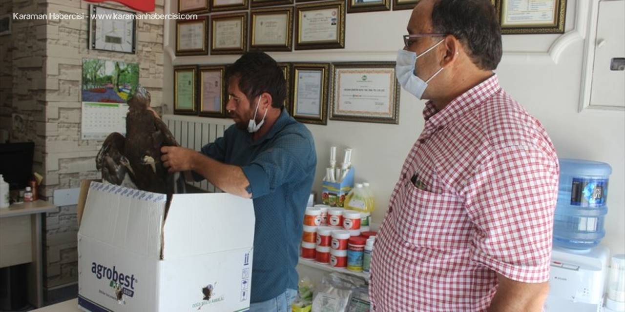 Karapınar'da Bulunan Yaralı Doğan Tedavi Altına Alındı