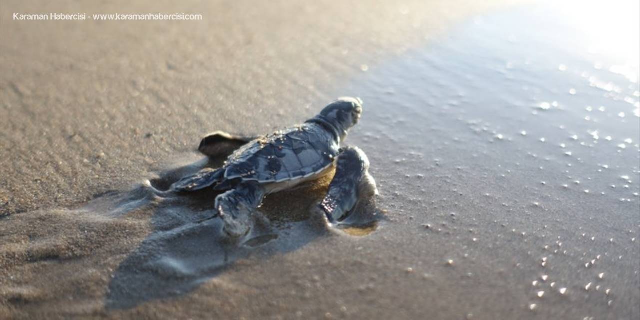 Belek'te Caretta Caretta Yuva Sayısı 3 Bin 200'e Ulaştı