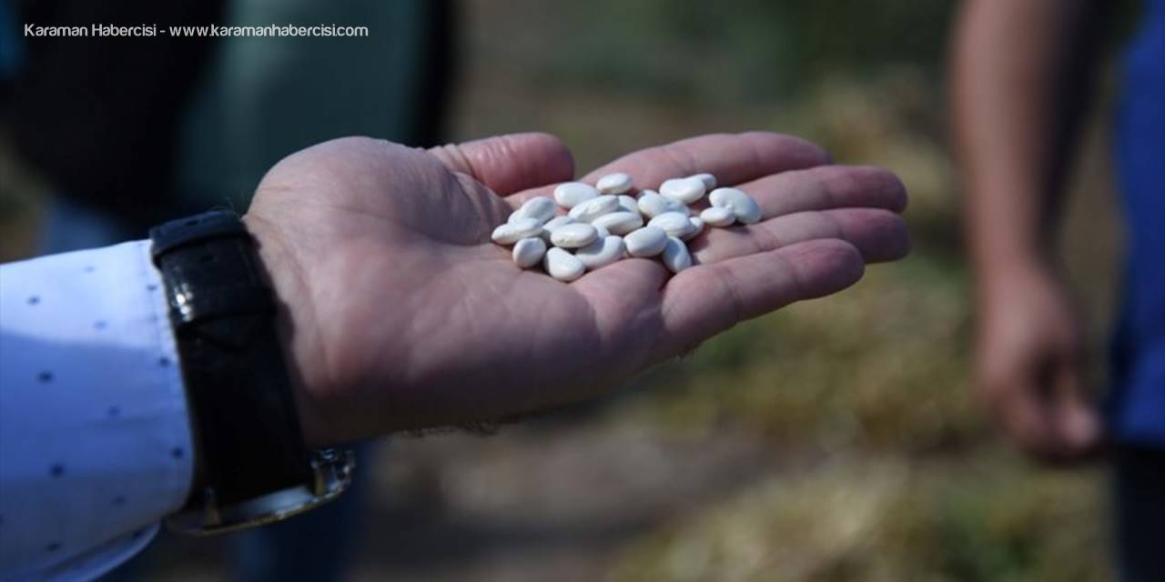 Kayseri'de Nadasa Bırakılan Arazilerde Yüzde 75 Tohum Hibesi İle Ekilen Yerli Fasulyenin Hasadı Yapıldı