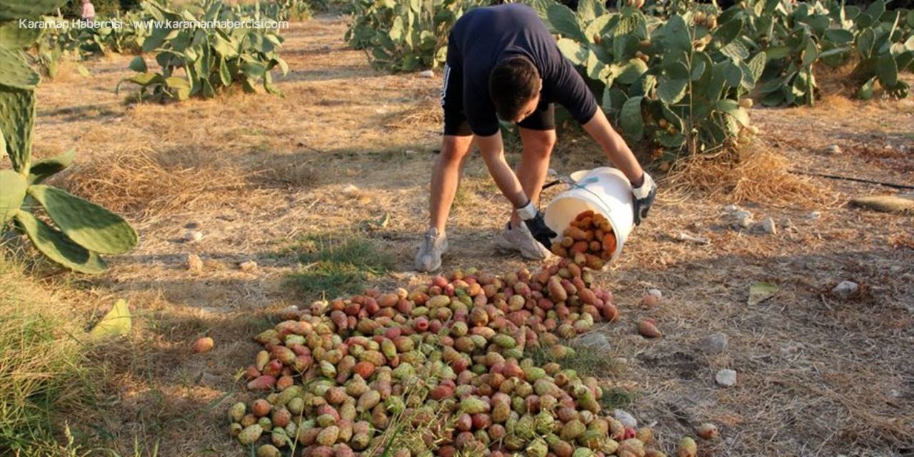 Mersin'de Şifa Kaynağı Dikenli İncirin Dondurması Yapılacak