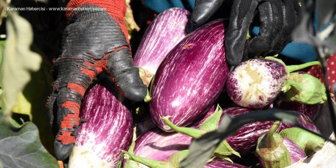 Yamula Patlıcanı Çiftçinin Yüzünü Güldürdü