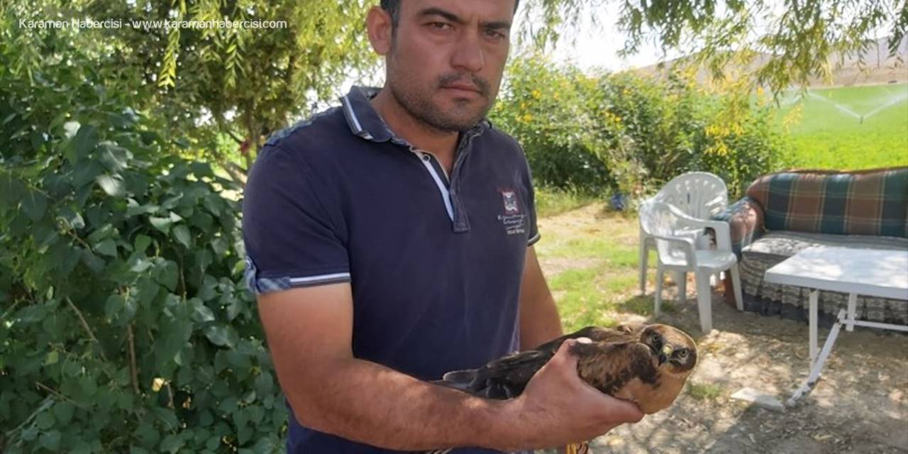 Yonca Tarlasında Bulduğu Yaralı Yavru Kızıl Şahini Tedavi Ettirdi