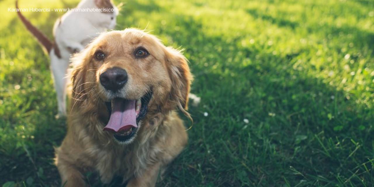 Hektaş, M Oil İstasyon Ziyaretçilerinin Can Dostlarına Destek Oluyor