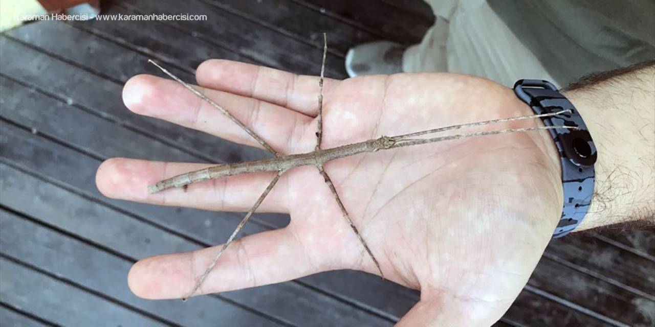 Hayalet Böcek "Dal" Görenleri Şaşırtıyor