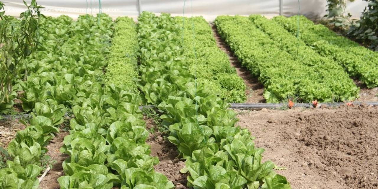 Beyşehir'de Desteklemeler Seracılıkta Hamle Yaptırdı